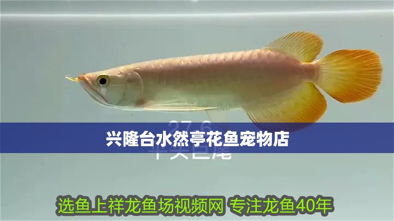 興隆臺水然亭花魚寵物店