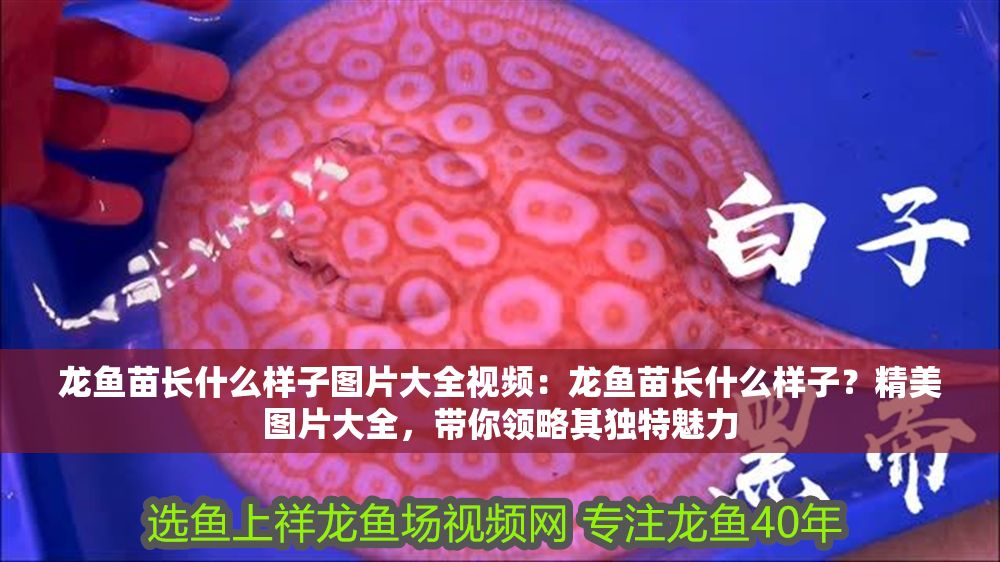 龍魚苗長什么樣子圖片大全視頻：龍魚苗長什么樣子？精美圖片大全，帶你領(lǐng)略其獨特魅力