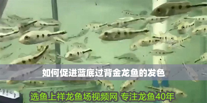 如何促進(jìn)藍(lán)底過背金龍魚的發(fā)色