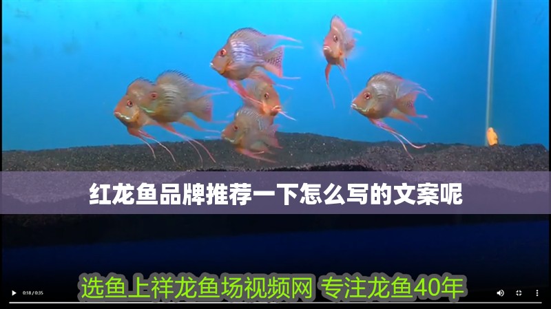 紅龍魚品牌推薦一下怎么寫的文案呢
