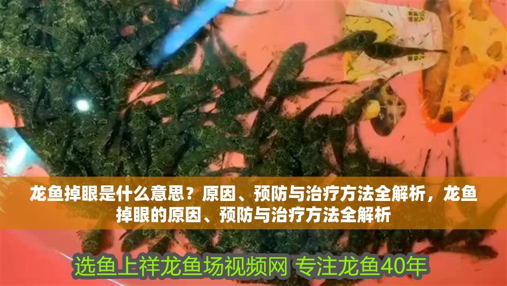 龍魚掉眼是什么意思？原因、預(yù)防與治療方法全解析，龍魚掉眼的原因、預(yù)防與治療方法全解析 龍魚掉眼是什么意思？原因、預(yù)防與治療方法全解析，龍魚掉眼的原因、預(yù)防與治療方法全解析 龍魚百科 第1張
