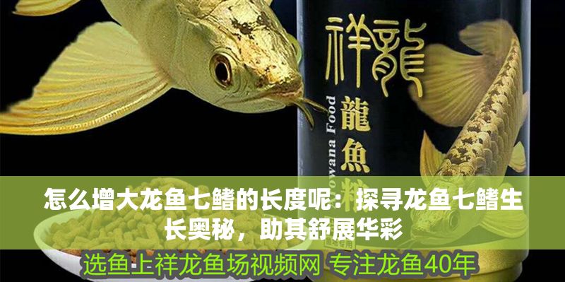 怎么增大龍魚七鰭的長度呢：探尋龍魚七鰭生長奧秘，助其舒展華彩