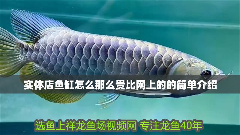 實體店魚缸怎么那么貴比網上的的簡單介紹 實體店魚缸怎么那么貴比網上的的簡單介紹 全國水族館企業名錄 第1張