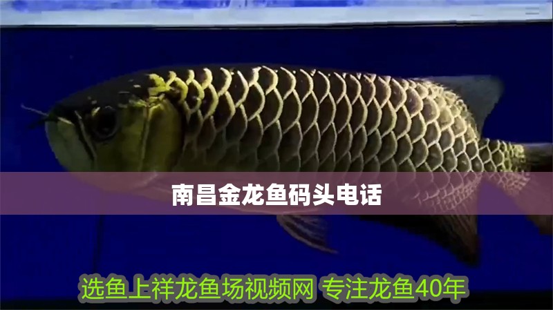 南昌金龍魚碼頭電話