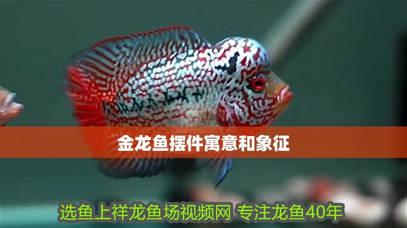 金龍魚(yú)擺件寓意和象征 金龍魚(yú)擺件寓意和象征 龍魚(yú)百科