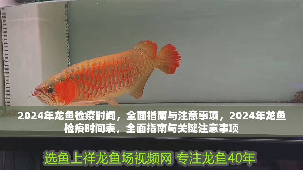 2024年龍魚檢疫時間，全面指南與注意事項，2024年龍魚檢疫時間表，全面指南與關鍵注意事項