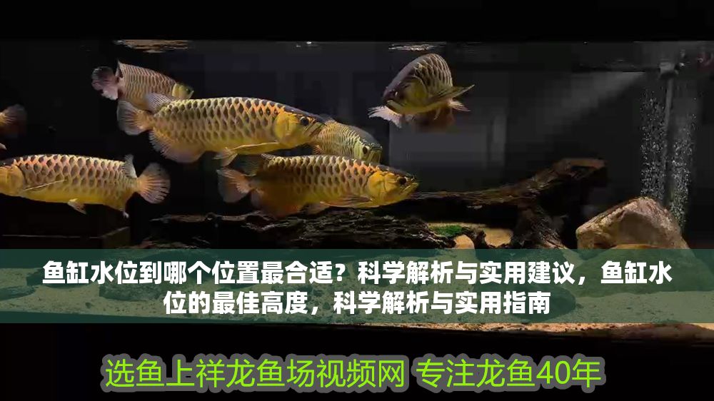 魚缸水位到哪個位置最合適？科學解析與實用建議，魚缸水位的最佳高度，科學解析與實用指南