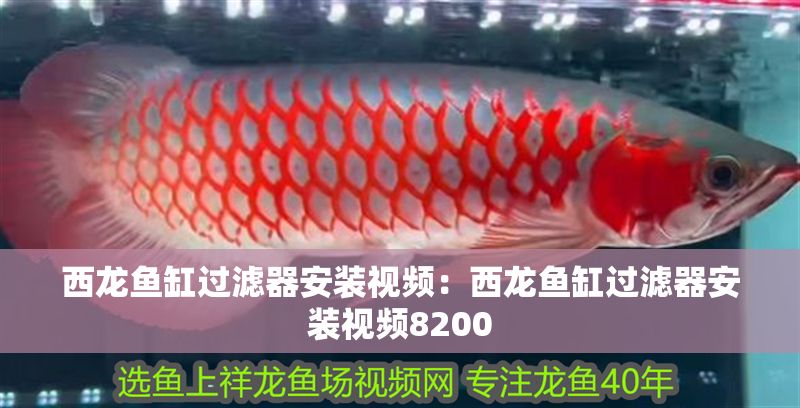 西龍魚缸過濾器安裝視頻：西龍魚缸過濾器安裝視頻8200