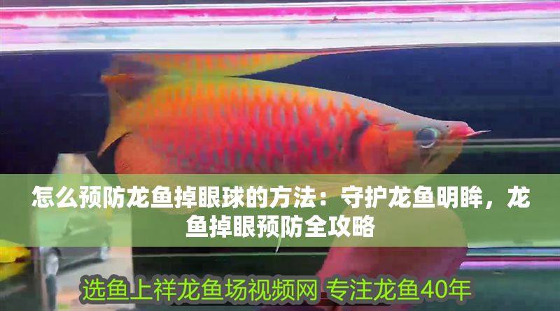 怎么預(yù)防龍魚掉眼球的方法：守護(hù)龍魚明眸，龍魚掉眼預(yù)防全攻略