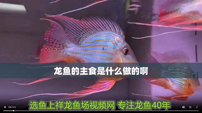 龍魚的主食是什么做的啊