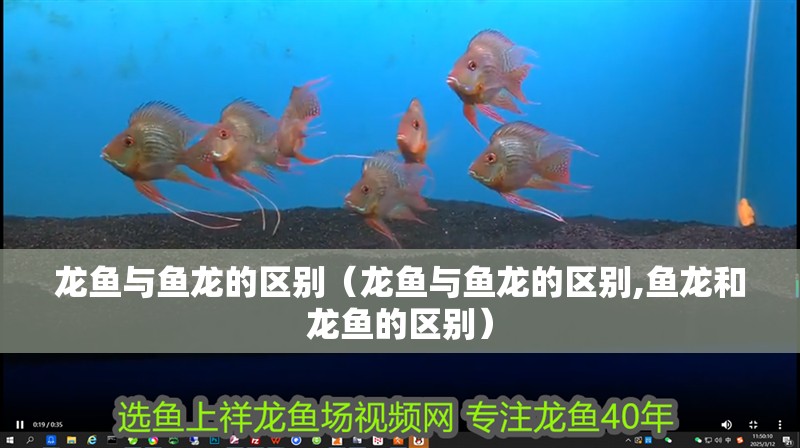 龍魚與魚龍的區別（龍魚與魚龍的區別,魚龍和龍魚的區別）