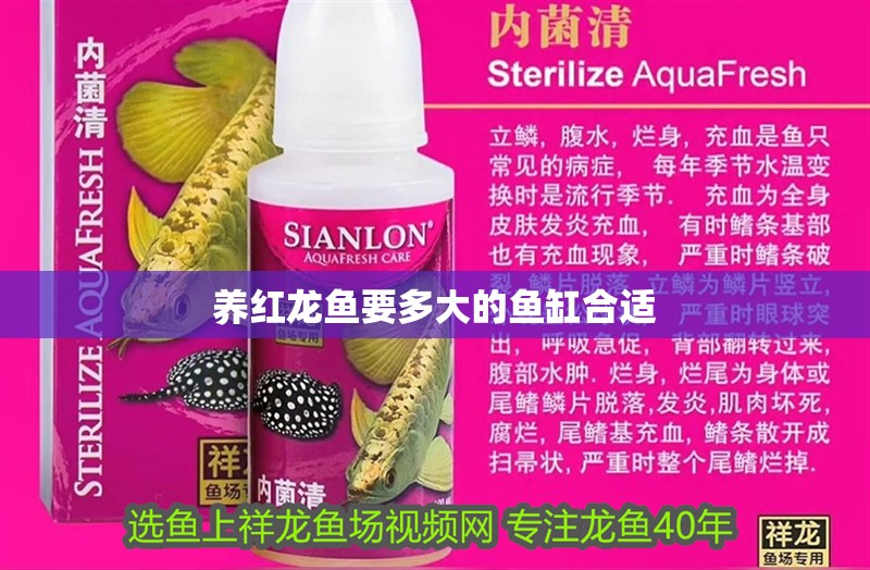養紅龍魚要多大的魚缸合適