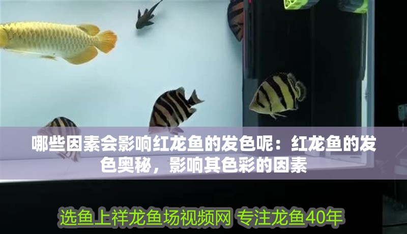 哪些因素會影響紅龍魚的發色呢：紅龍魚的發色奧秘，影響其色彩的因素