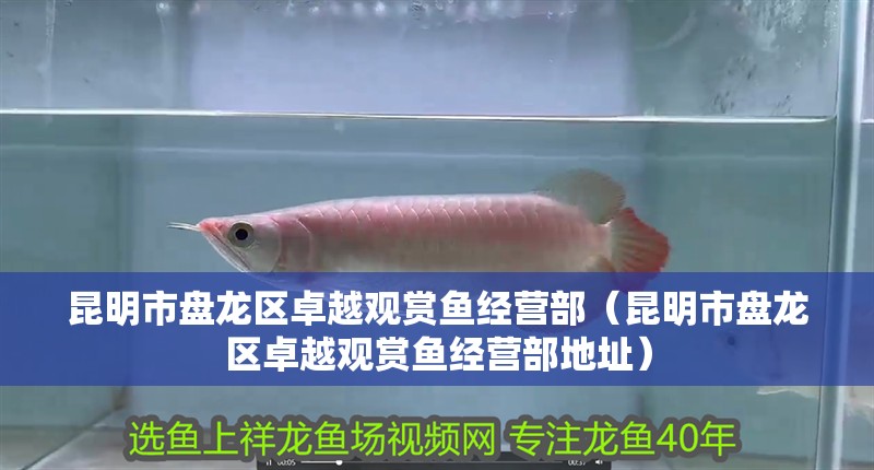 <strong><mark>昆明</mark></strong>市盤龍區(qū)卓越觀賞魚經(jīng)營部（<strong><mark>昆明</mark></strong>市盤龍區(qū)卓越觀賞魚經(jīng)營部地址）