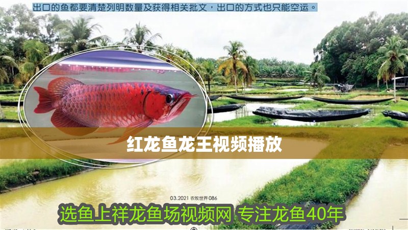 紅龍魚龍王視頻播放