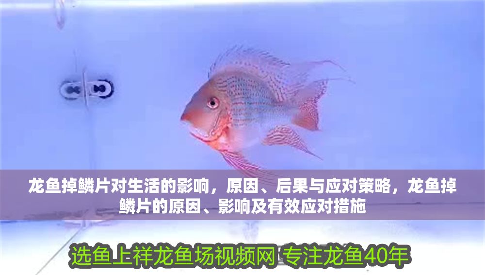 龍魚掉鱗片對生活的影響，原因、后果與應(yīng)對策略，龍魚掉鱗片的原因、影響及有效應(yīng)對措施