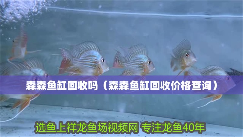 森森魚缸回收嗎(森森魚缸回收價格查詢)
