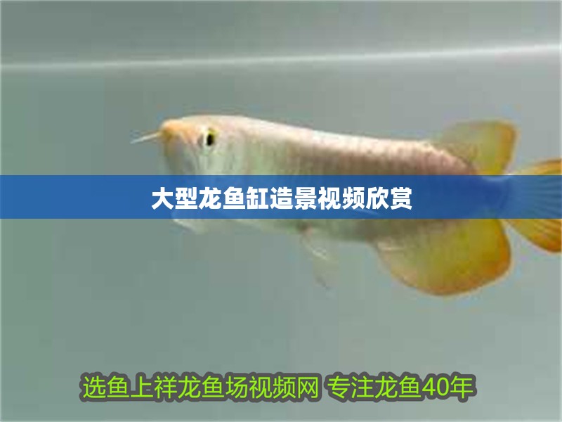 大型龍魚缸造景視頻欣賞