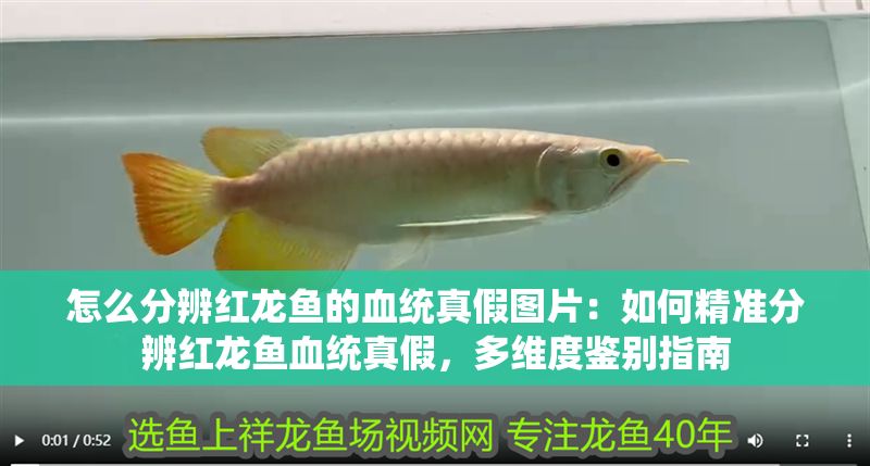 怎么分辨紅龍魚的血統(tǒng)真假圖片：如何精準(zhǔn)分辨紅龍魚血統(tǒng)真假，多維度鑒別指南