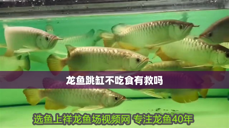龍魚跳缸不吃食有救嗎