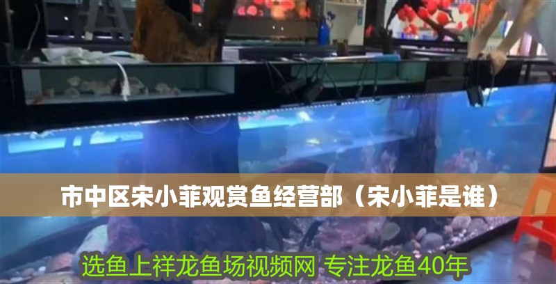 市中區宋小菲觀賞魚經營部（宋小菲是誰）