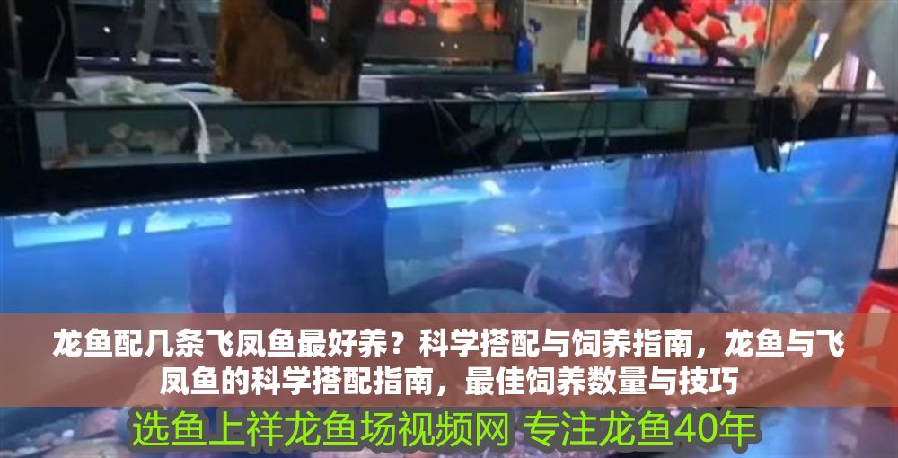 龍魚配幾條飛鳳魚最好養？科學搭配與飼養指南，龍魚與飛鳳魚的科學搭配指南，最佳飼養數量與技巧 龍魚配幾條飛鳳魚最好養？科學搭配與飼養指南，龍魚與飛鳳魚的科學搭配指南，最佳飼養數量與技巧 龍魚百科 第1張