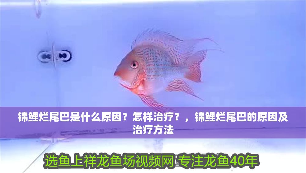 錦鯉爛尾巴是什么原因？怎樣治療？，錦鯉爛尾巴的原因及治療方法