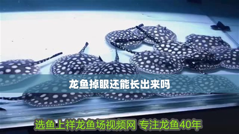 龍魚掉眼還能長出來嗎