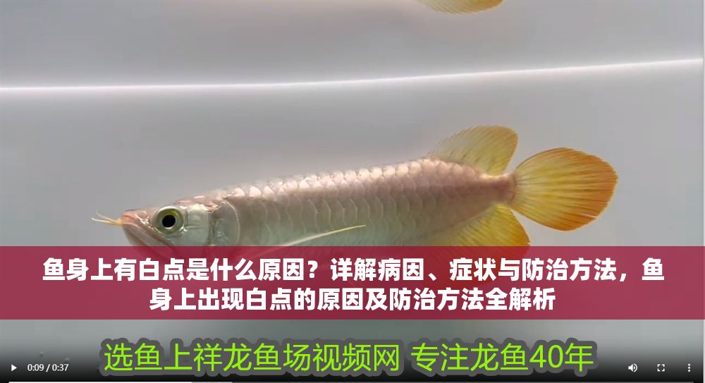 魚身上有白點是什么原因？詳解病因、癥狀與防治方法，魚身上出現白點的原因及防治方法全解析 魚身上有白點是什么原因？詳解病因、癥狀與防治方法，魚身上出現白點的原因及防治方法全解析 龍魚常見疾病 第1張