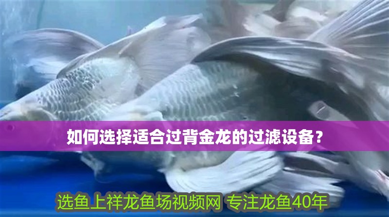 如何選擇適合過背金龍的過濾設備？