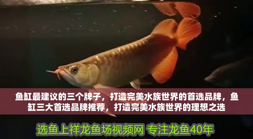 魚缸最建議的三個牌子，打造完美水族世界的首選品牌，魚缸三大首選品牌推薦，打造完美水族世界的理想之選