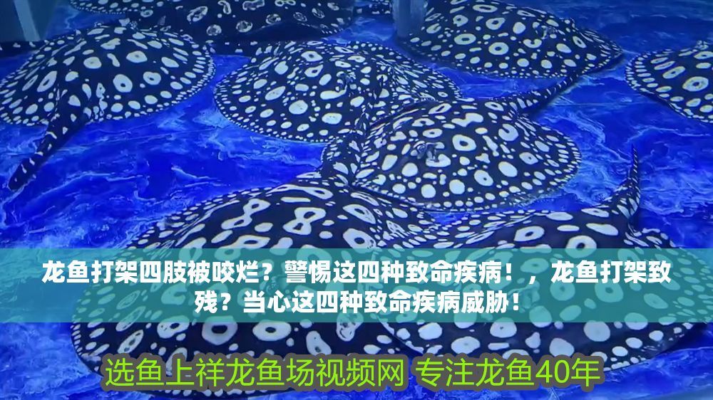 龍魚打架四肢被咬爛？警惕這四種致命疾病！，龍魚打架致殘？當心這四種致命疾病威脅！