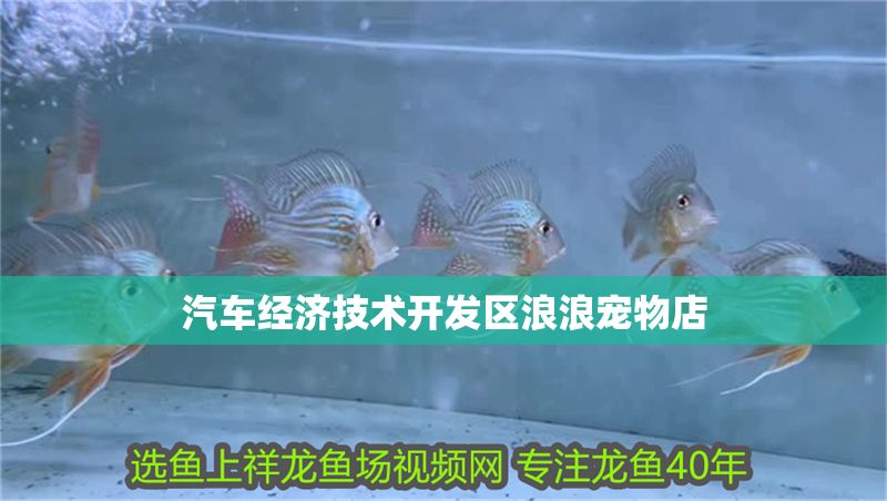 汽車經濟技術開發區浪浪寵物店