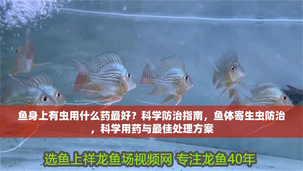 魚(yú)身上有蟲(chóng)用什么藥最好？科學(xué)防治指南，魚(yú)體寄生蟲(chóng)防治，科學(xué)用藥與最佳處理方案