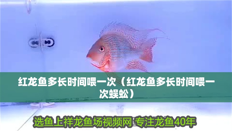 紅龍魚多長時(shí)間喂一次（紅龍魚多長時(shí)間喂一次蜈蚣）