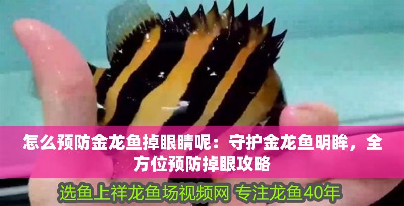 怎么預防金龍魚掉眼睛呢：守護金龍魚明眸，全方位預防掉眼攻略