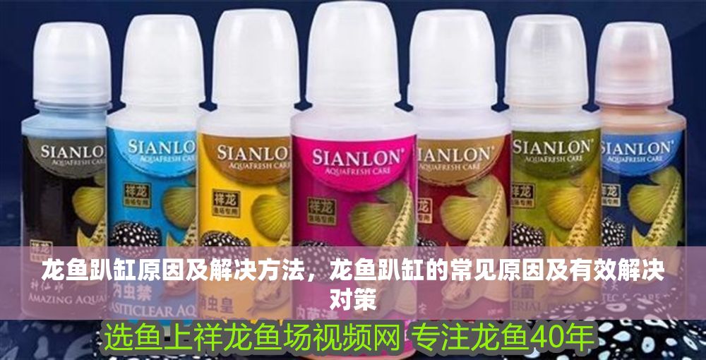 龍魚趴缸原因及解決方法，龍魚趴缸的常見原因及有效解決對策