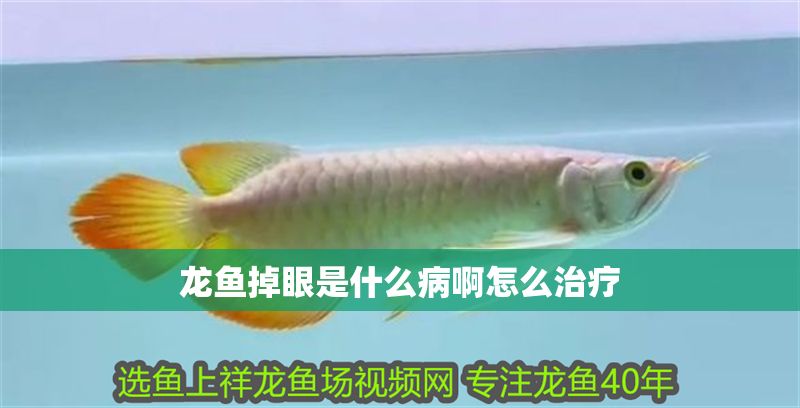 龍魚掉眼是什么病啊怎么治療