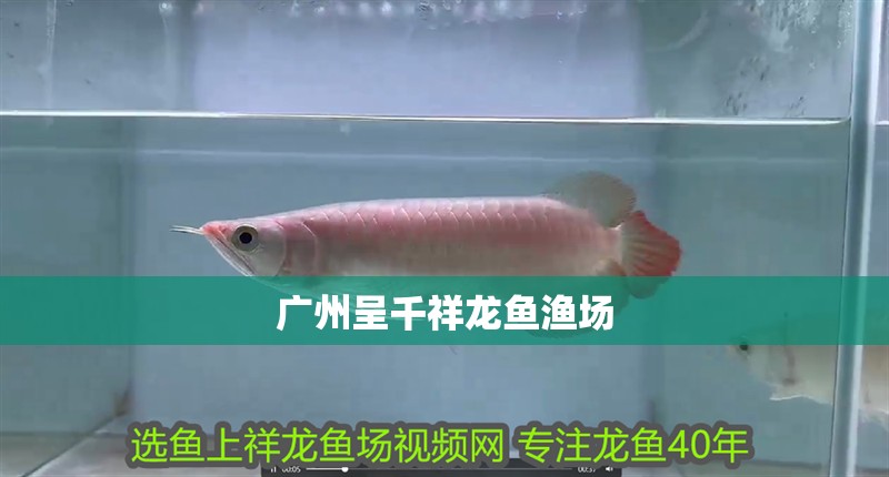 廣州呈千祥龍魚漁場