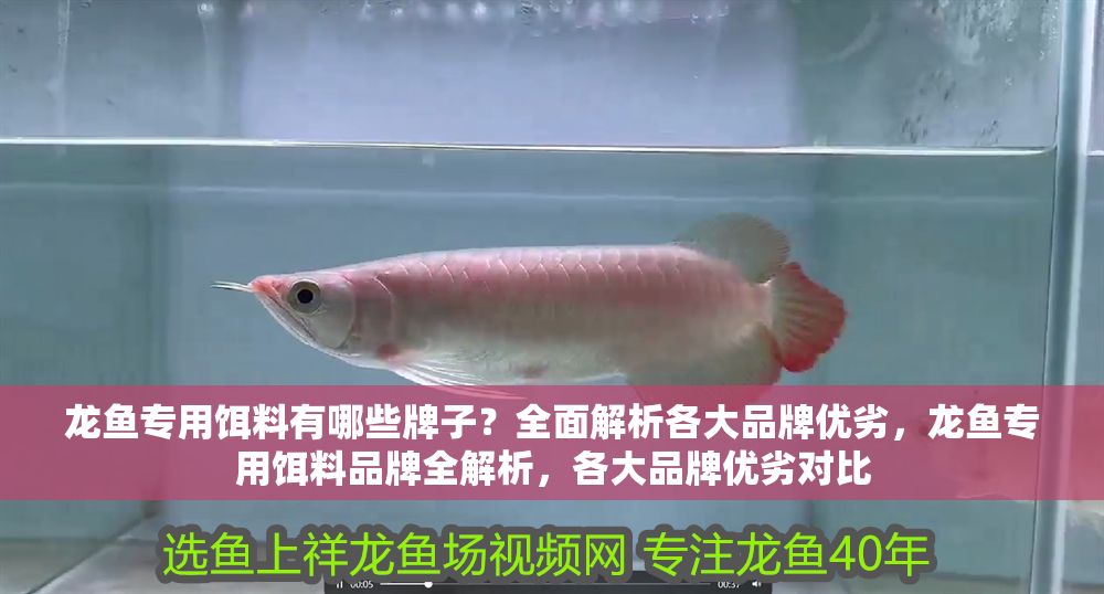 龍魚專用餌料有哪些牌子？全面解析各大品牌優(yōu)劣，龍魚專用餌料品牌全解析，各大品牌優(yōu)劣對比 龍魚專用餌料有哪些牌子？全面解析各大品牌優(yōu)劣，龍魚專用餌料品牌全解析，各大品牌優(yōu)劣對比 龍魚百科 第1張