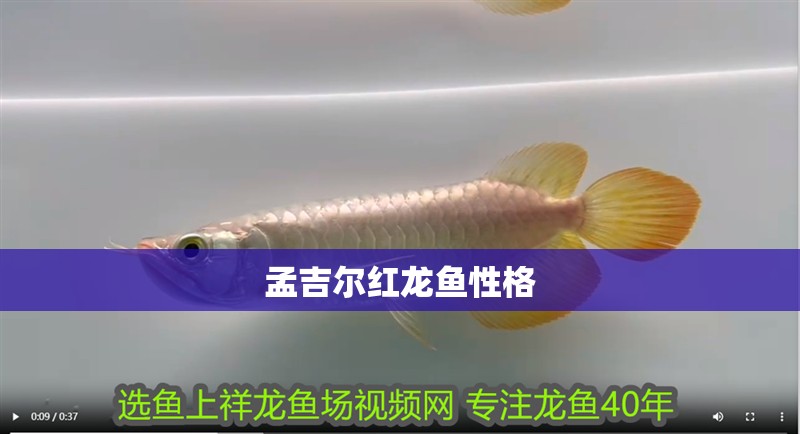 孟吉爾紅龍魚性格