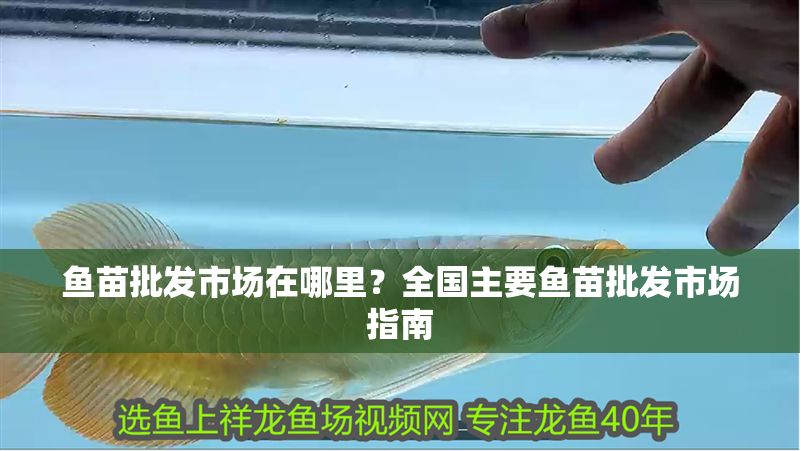 魚苗批發市場在哪里？全國主要魚苗批發市場指南