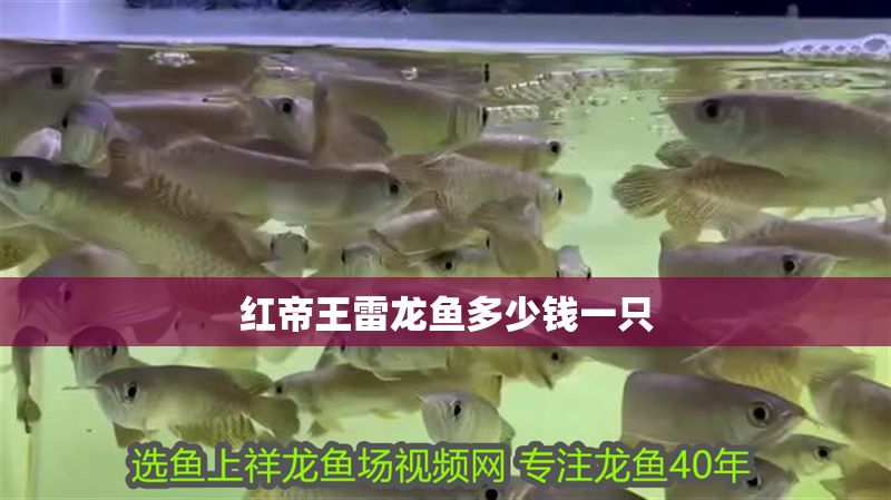 紅帝王雷龍魚多少錢一只 紅帝王雷龍魚多少錢一只 龍魚百科 第1張