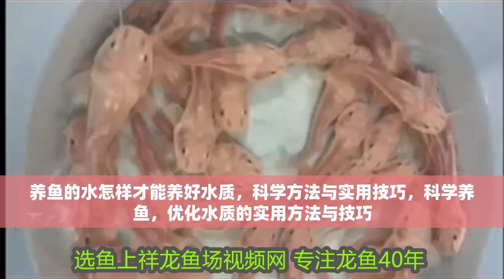 養魚的水怎樣才能養好水質,科學方法與實用技巧,科學養魚,優化水質的實用方法與技巧 龍魚百科 第1張 養魚的水怎樣才能養好水質,科學方法與實用技巧,科學養魚,優化水質的實用方法與技巧 養魚的水怎樣才能養好水質,科學方法與實用技巧,科學養魚,優化水質的實用方法與技巧 龍魚百科 第1張