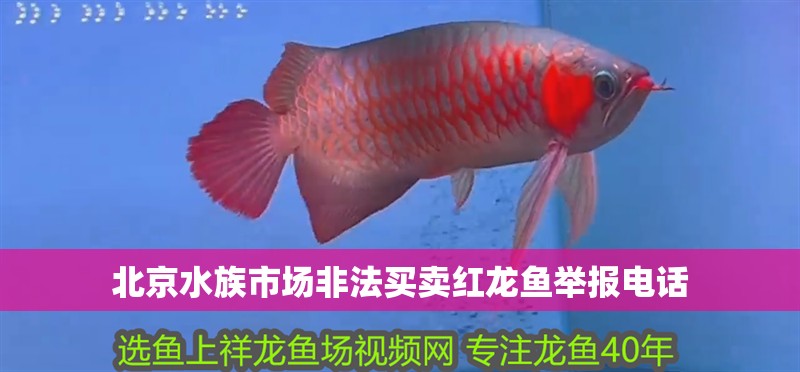 <strong><mark>北京</mark></strong>水族市場(chǎng)非法買賣紅龍魚舉報(bào)電話