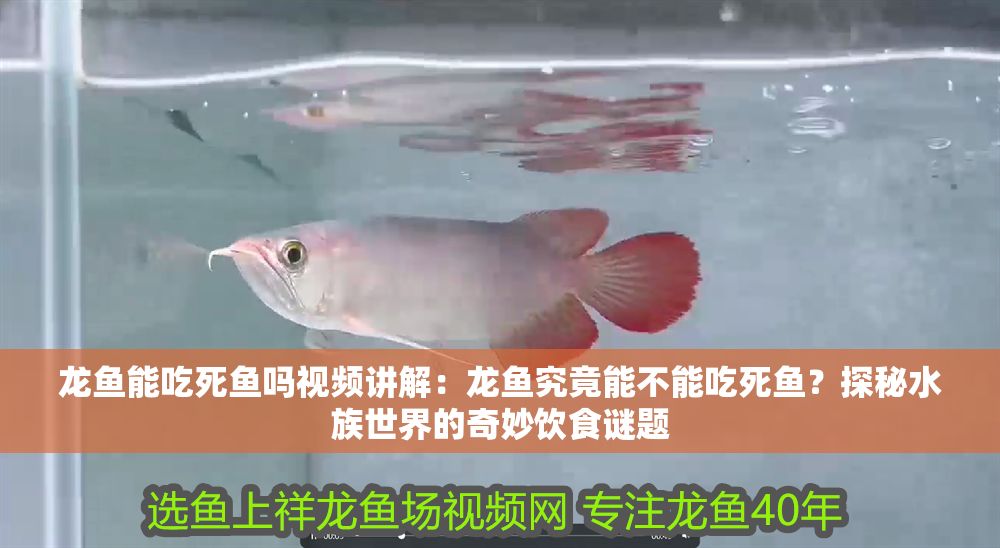 龍魚能吃死魚嗎視頻講解：龍魚究竟能不能吃死魚？探秘水族世界的奇妙飲食謎題