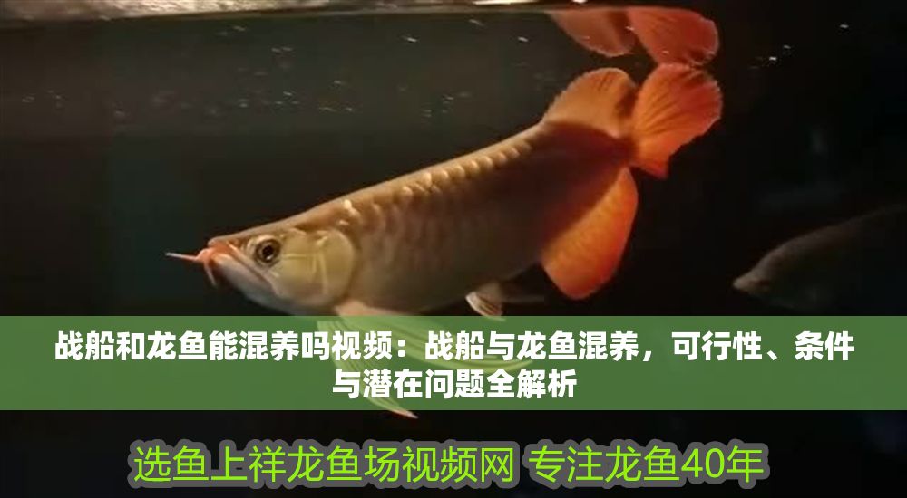 戰船和龍魚能混養嗎視頻：戰船與龍魚混養，可行性、條件與潛在問題全解析