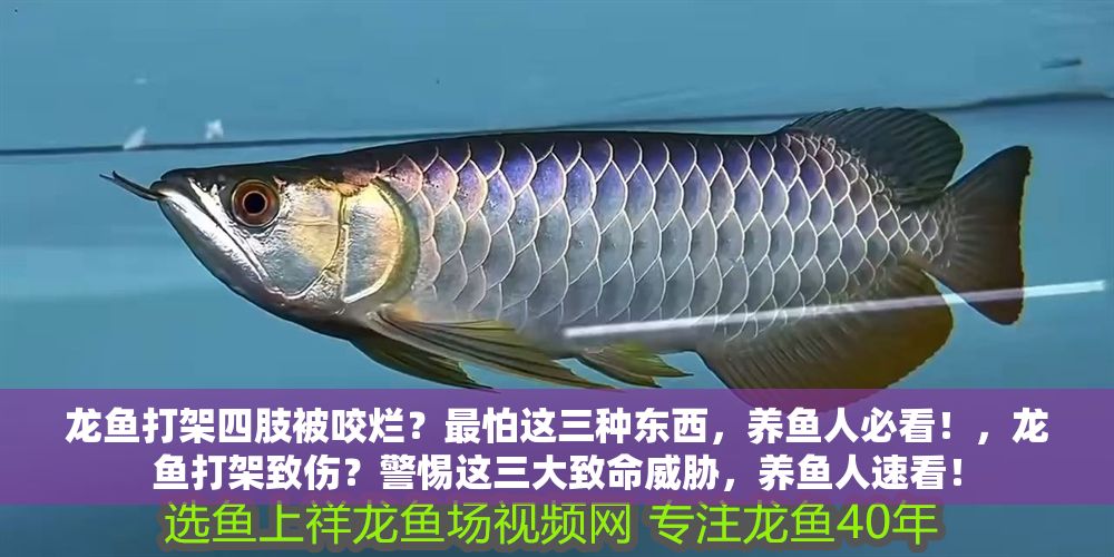 龍魚打架四肢被咬爛？最怕這三種東西，養魚人必看！，龍魚打架致傷？警惕這三大致命威脅，養魚人速看！ 龍魚打架四肢被咬爛？最怕這三種東西，養魚人必看！，龍魚打架致傷？警惕這三大致命威脅，養魚人速看！ 龍魚常見疾病 第1張