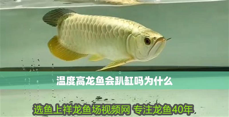 溫度高龍魚會(huì)趴缸嗎為什么 溫度高龍魚會(huì)趴缸嗎為什么 龍魚百科