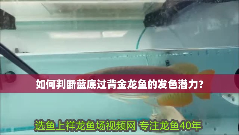 如何判斷藍底過背金龍魚的發色潛力？